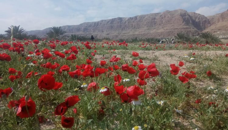 The desert blooming in Israel